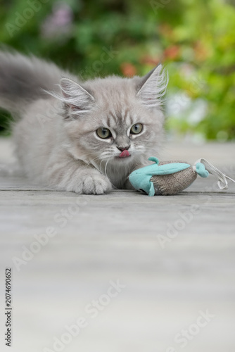 Funny Siberian Kitten with Tongue Out Focuses on Object — Ideal Copy Space for Pet Food or Product Advertising on Outdoor Deck in Norway