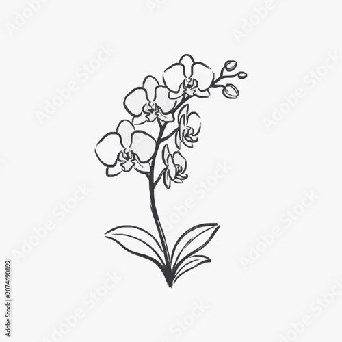 Orchid Flower Line Drawing Illustration Simple Sketch.