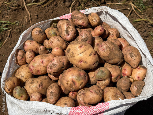 Freshly harvested Shangi potatoes in a field harvest bag on a farm in Kenya