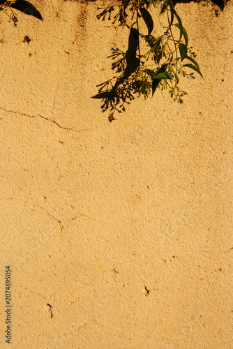 Warm beige wall with soft shadows of tree branches and leaves. Minimal natural background featuring sunlight and organic shadow patterns.