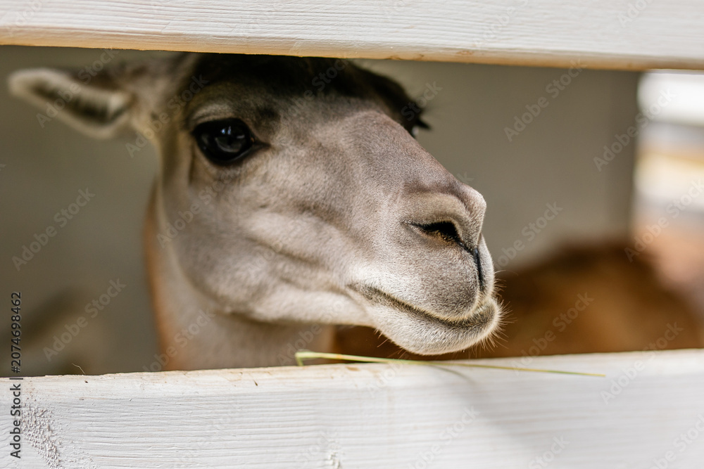 Fototapeta premium Close up portrait of calm alpaca looking through white wooden fence.