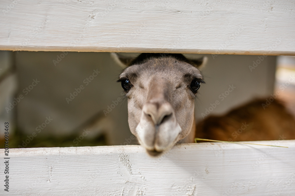 Fototapeta premium Extreme close up of alpaca muzzle behind white wooden fence with shallow depth of field.