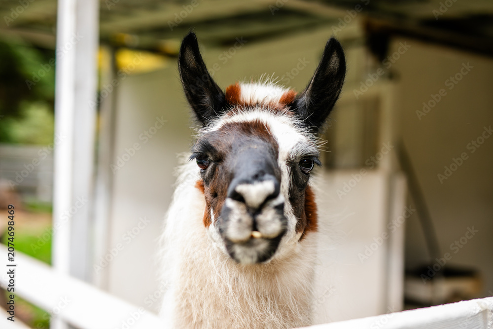 Fototapeta premium Side profile close up of black and white alpaca head beside white fence.