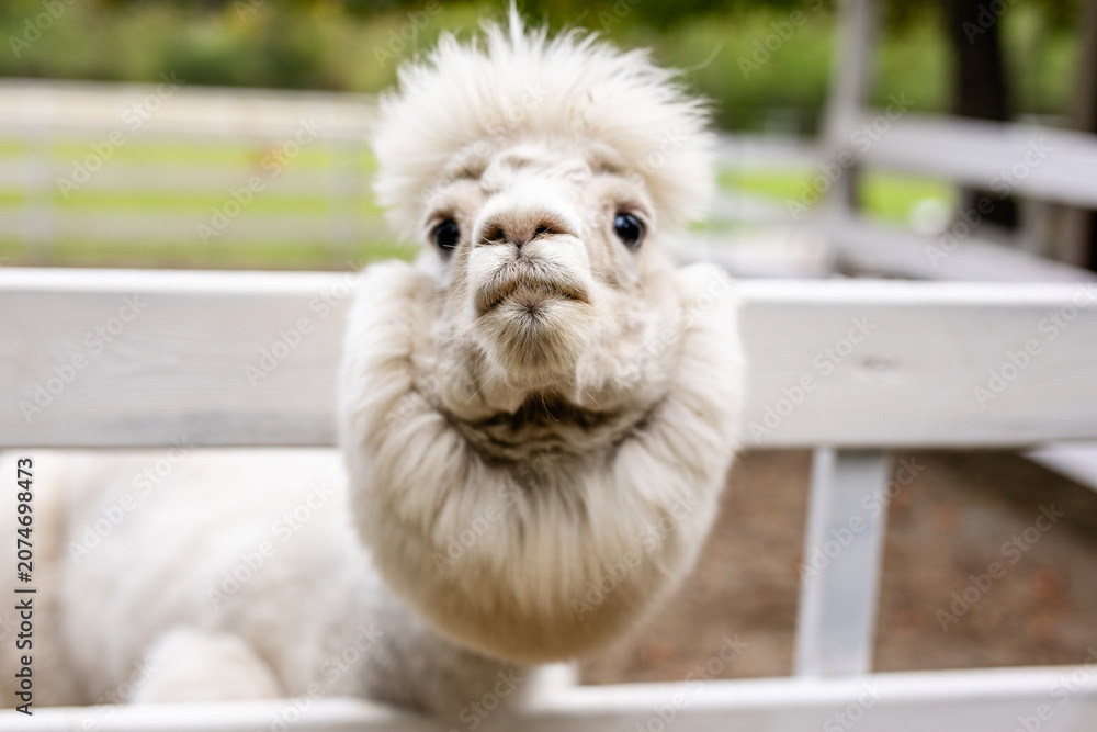 Fototapeta premium White alpaca close up looking over white wooden fence with fluffy face and soft blurred background.