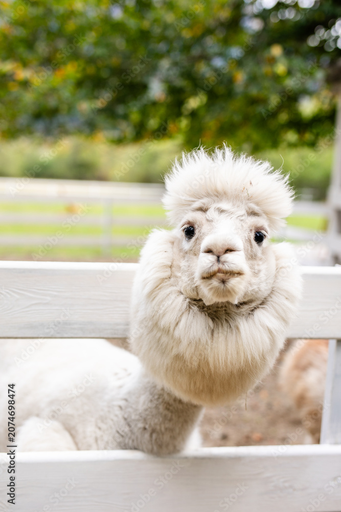 Fototapeta premium White alpaca close up looking over white wooden fence with fluffy face and soft blurred background.