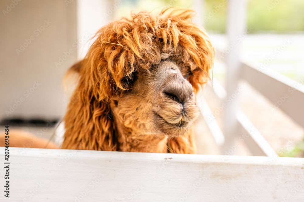 Fototapeta premium Close up portrait of brown alpaca with shaggy orange wool behind white fence.