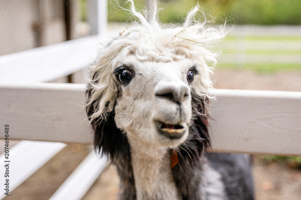 Fototapeta premium Black and white alpaca with curly hair looking through white wooden fence.