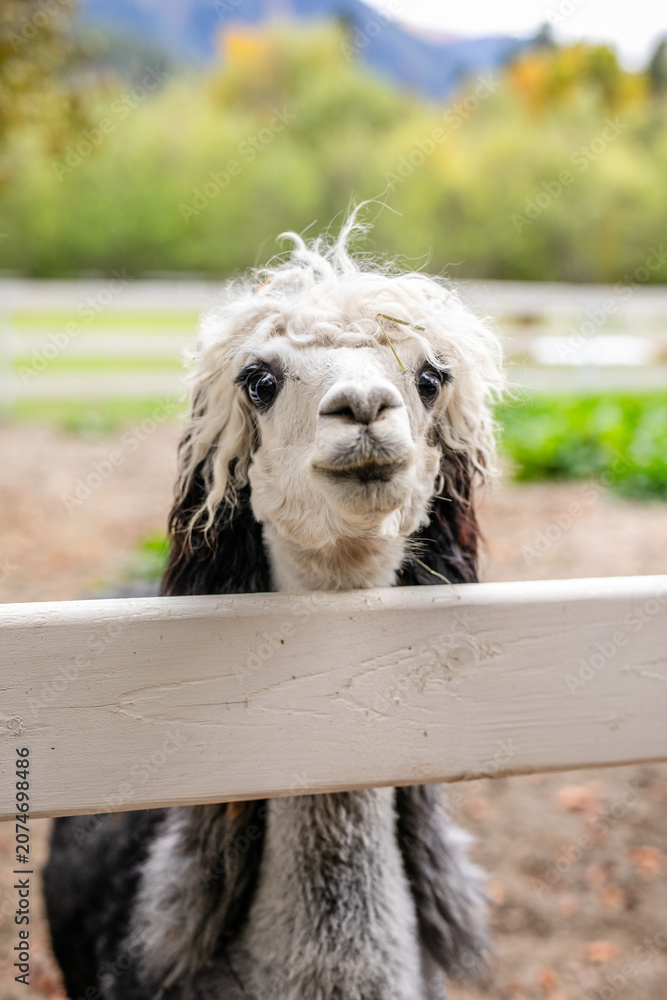 Fototapeta premium Black and white alpaca with curly hair looking through white wooden fence.