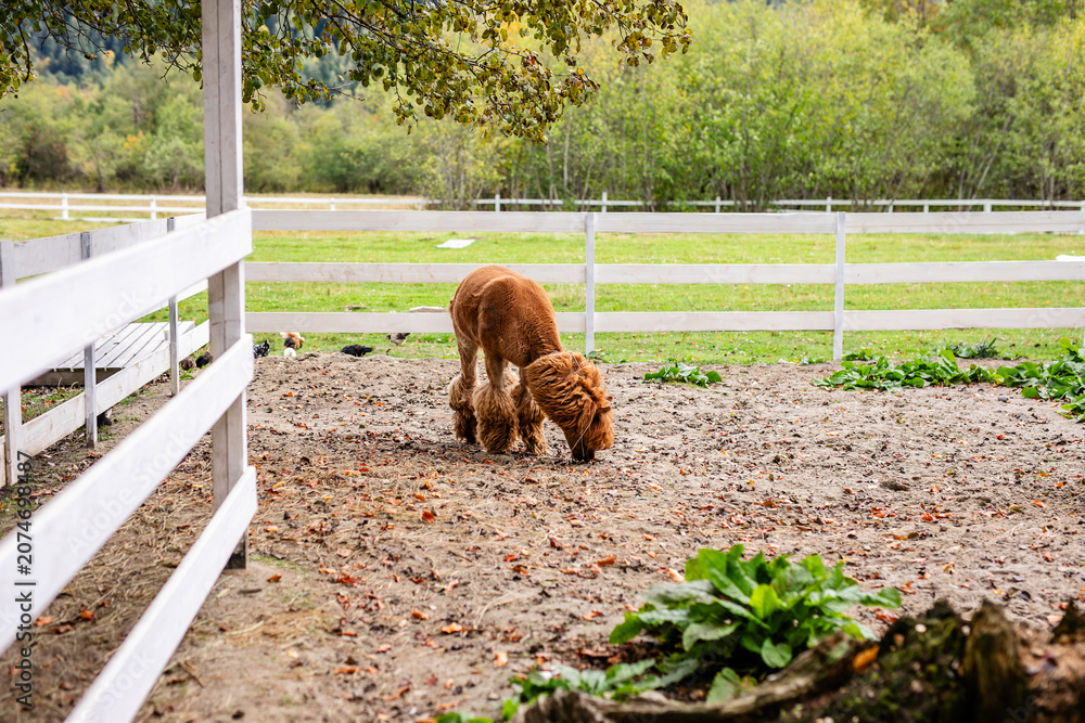 Fototapeta premium Brown alpaca standing in sandy paddock near white fence and green plants.