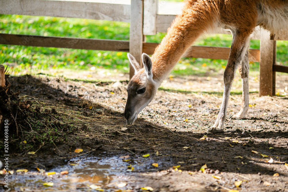 Fototapeta premium Lama grazing near puddles under tree in fenced animal park.