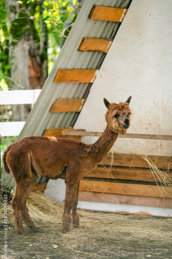 Fototapeta premium Brown alpaca portrait with shaggy fleece and soft blurred green background.