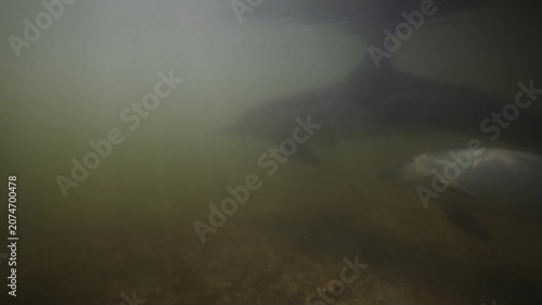 Underwater coastal wildlife scene with two dolphin mammals partly visible in shallow murky water, one dark shape near upper center and brighter body crossing lower right, above sandy