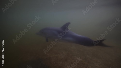 A baby dolphin swims away from its mother and approaches the camera underwater in shallow water. High quality 4k footage