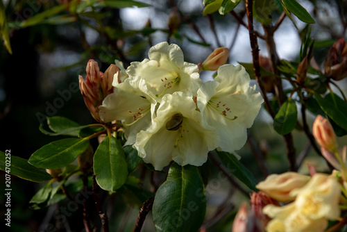 cream rhododendron flowers blooming in warm evening sunlight