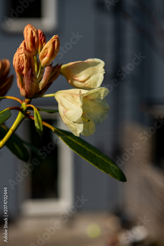 cream rhododendron flowers blooming in warm evening sunlight