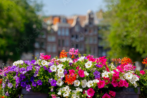 Amsterdam canal bridge decorated with a bush of Petunia flowers on the railing in summer, Beautiful ornamental flowering plants with blurred view of architecture traditional houses, Nature background.