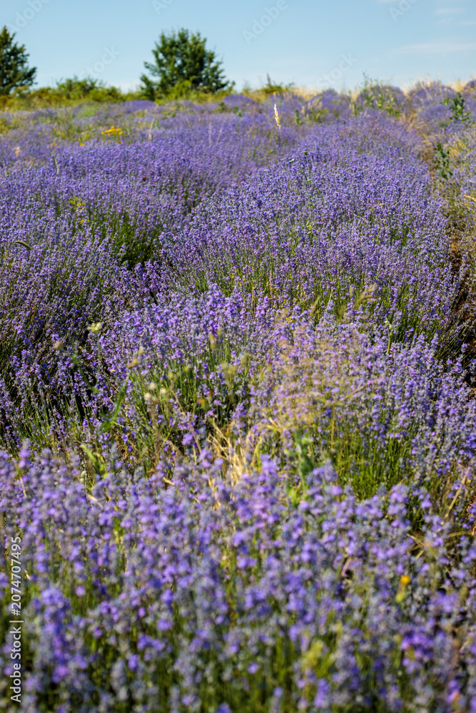 Obraz premium Rows of blooming purple lavender stretch across a field toward a tree line under a clear blue sky, with a dirt path visible between the dense bushes in bright sunlight