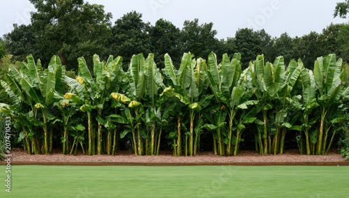 Dense row of lush, green banana plants with broad leaves, a garden setting