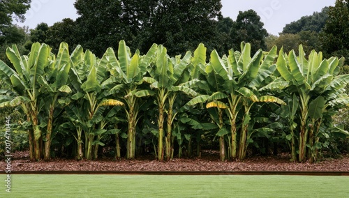 Lush green banana plants stand in a row against a dark wooded background