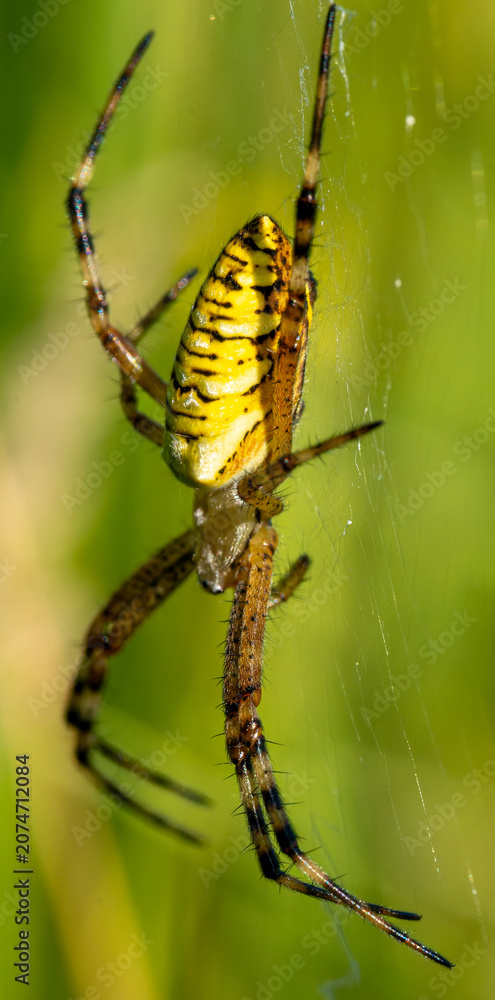 Photos spider on a web