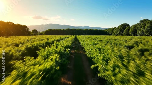 Motion blur view of lush green agricultural vineyard.
