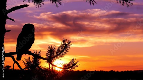 Silhouette of an owl perched on a branch at sunset.