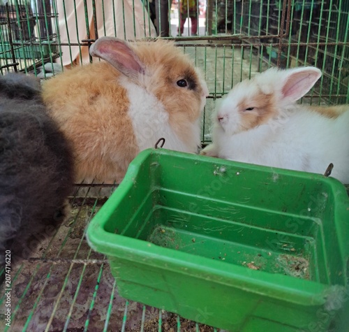 Quadro su tela A close-up view of two fluffy, brown, and white angora rabbits resting together