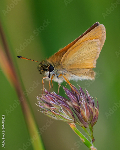 Bild auf Leinwand Macro image of a skipper butterfly