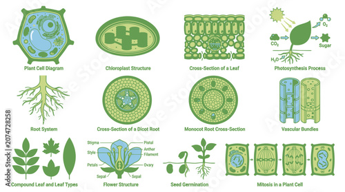 Fényképezés Plant Biology Diagrams Showing Cells Roots Leaves and Photosynthesis