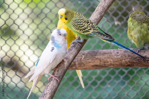 A diverse group of three budgerigars enjoying their time on a wooden perch inside a zoo aviary.