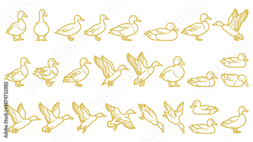 Fotografie Collection of various duck bird poses in flight swimming and standing gold outline vector