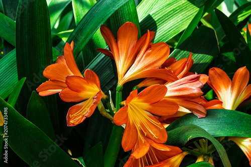 one of the many plants in bloom that can be viewed at the Albuquerque Botanical Gardens in New Mexico