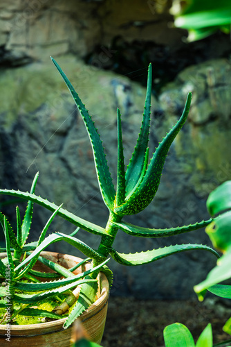 one of the many plants in bloom that can be viewed at the Albuquerque Botanical Gardens in New Mexico