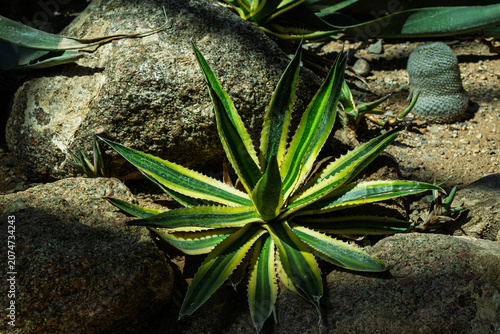 one of the many plants in bloom that can be viewed at the Albuquerque Botanical Gardens in New Mexico