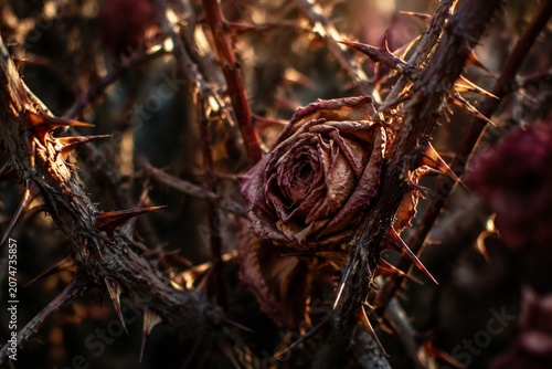 Dense thorny bush with glistening spikes entwining a withered flower, close-up.