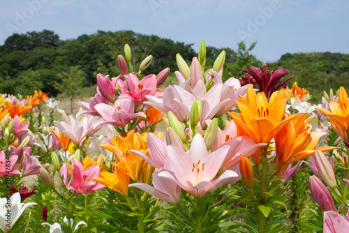 Fotografie コピースペースのあるユリの花のカラフル画像