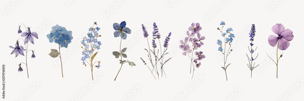 Fototapeta premium Dried flower cut out element set