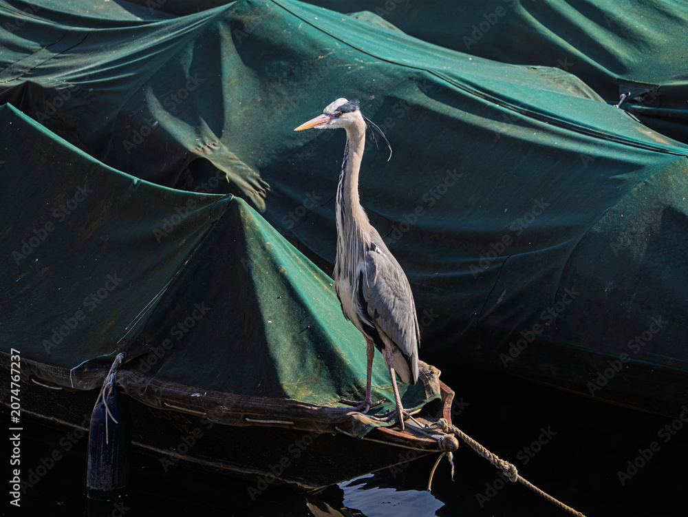 Fototapeta premium Grey Heron Ardea Cinerea Perched On Moored Boat
