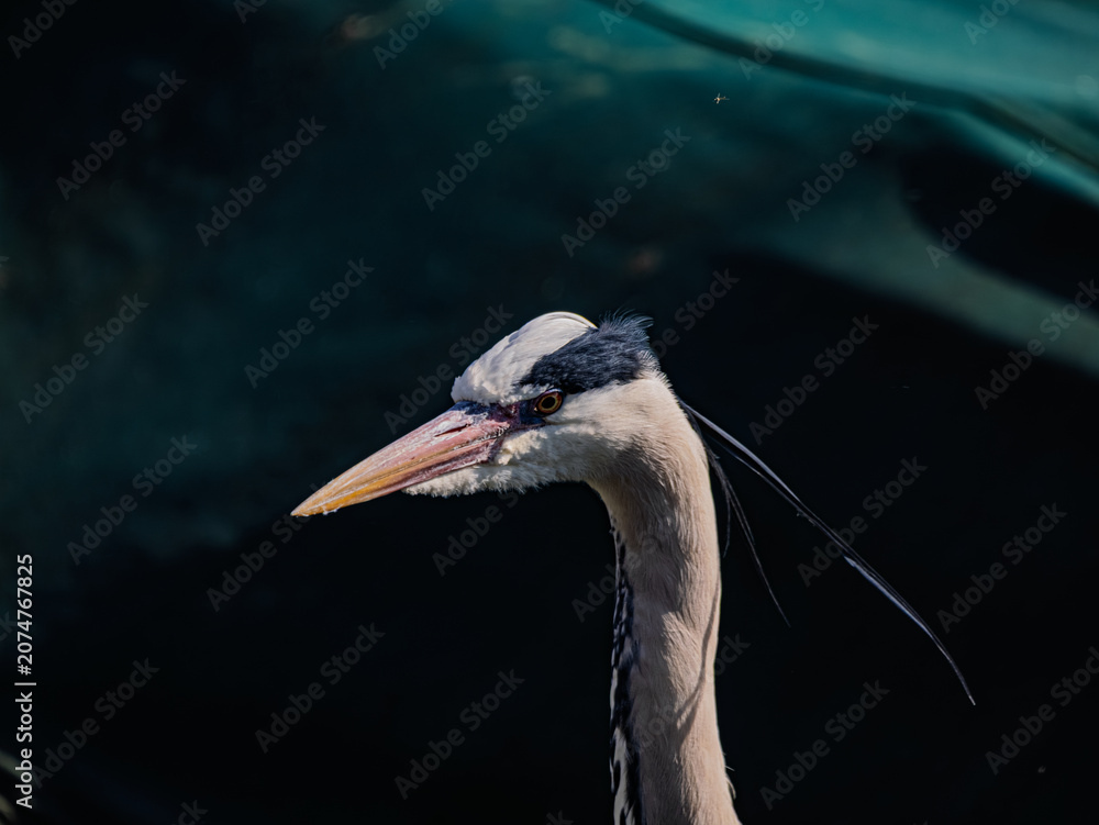 Fototapeta premium Grey Heron Looking To The Right