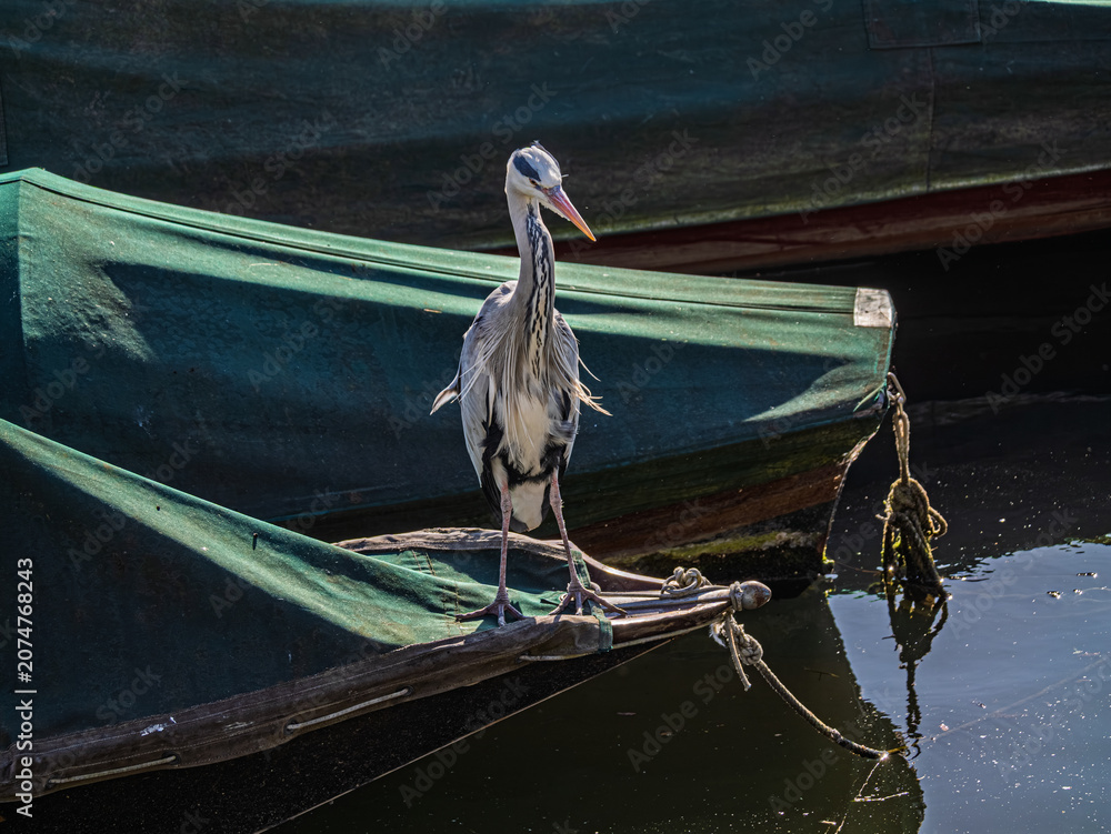 Obraz premium Very Scruffy Grey Heron In The Wind