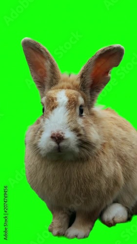 Cute fluffy brown rabbit sitting isolated on green screen background