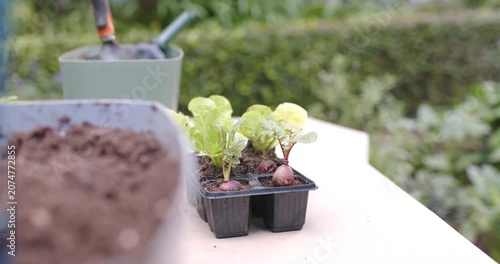 Camera is shifting focus, bringing seedling tray on bench by hedge into view revealing seedlings