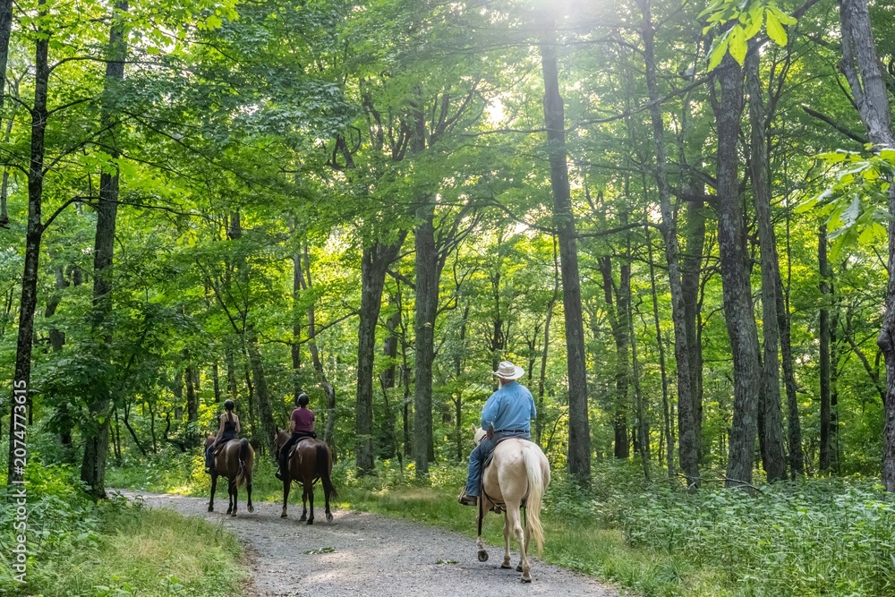 Fototapeta premium horse riding in the forest