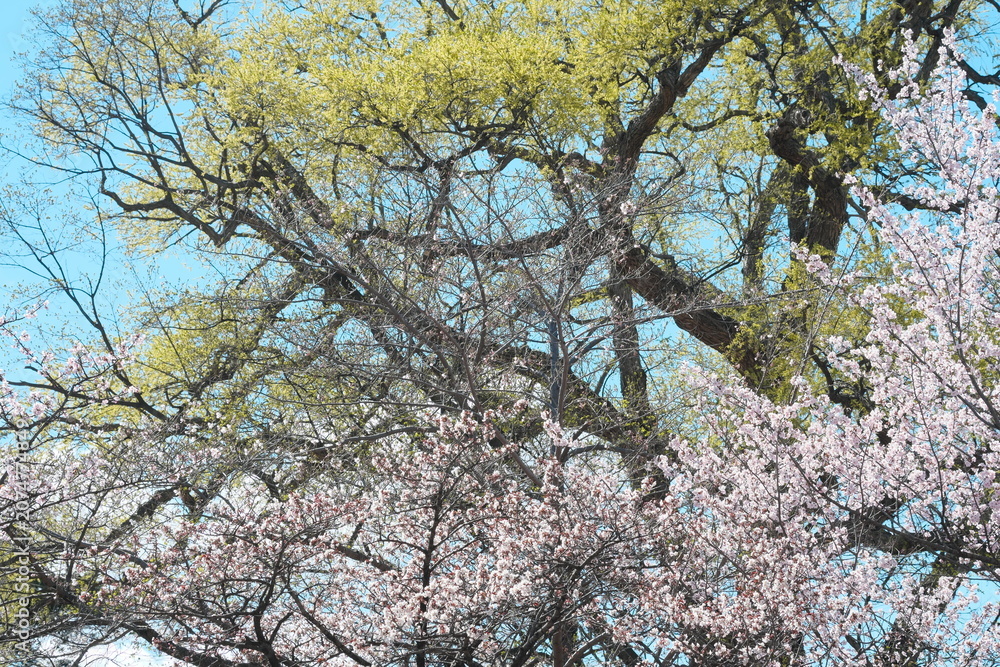 Fototapeta premium 満開の桜と芽吹き始めた新緑のコントラストが見せる春の風景