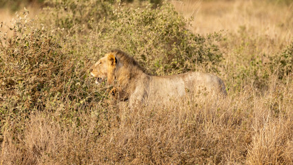 Large male African lion in Amboseli National Park in Kenya Africa