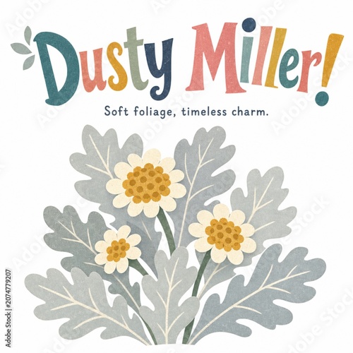 Dusty Miller plant with silver foliage and flowers botanical