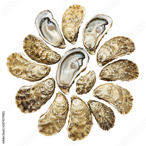 Fresh raw oysters in shell arranged on white background