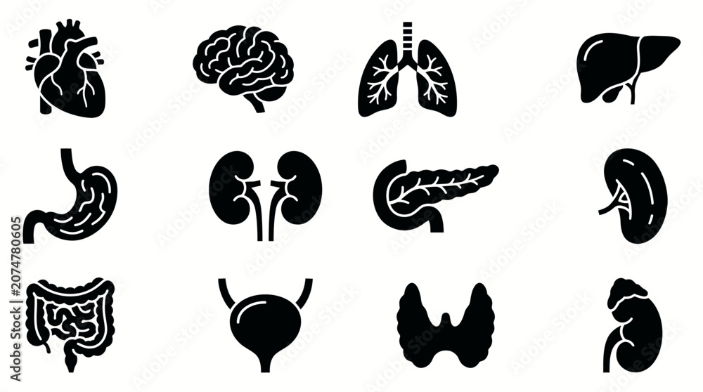 Fototapeta premium Set of human internal organs flat vector icons.