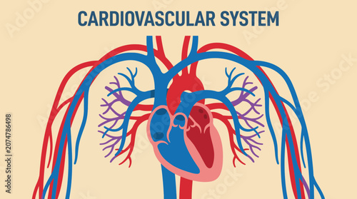 Tableau sur toile Cardiovascular System Vector Illustration