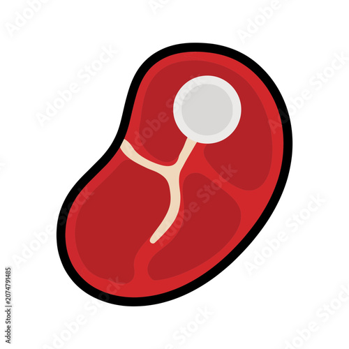 Flat vector icon of a human kidney